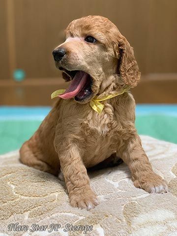 �X�^���v�[�u���[�_�[